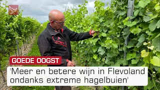 Wijnboeren blij met klimaatverbetering | Omroep Flevoland