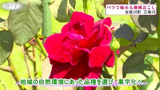 Revitalizing the Community with Roses: Kozagawa Town, Wakayama Prefecture [Feature]