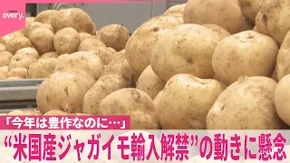 【ジャガイモ】「今年は豊作なのに…」“アメリカ産輸入解禁”に向けた動きに生産者ら憤り  農家が懸念“病害虫のリスク”