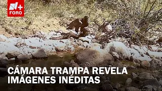 Mexican Golden Eagle caught eating a vulture in Aguascalientes