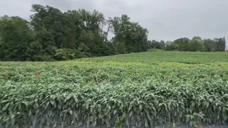 More North Carolinians turning to local produce amid Cyclospora outbreak