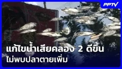 Royal Irrigation Department: Khlong 2 Wastewater Situation Improving, No Further Fish Deaths Repo...