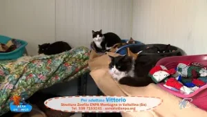 SALVA UN AMICO - 3 FEBBRAIO 2026