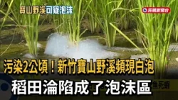 Something's Wrong! Mysterious White Foam Fills Wild Creek in Baoshan, Hsinchu; 2 Hectares of Rice...
