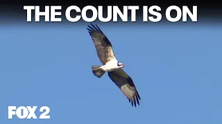 Detroit River Hawk Watch, Ferndale's fox, and Sugar Loaf
