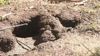 Hundreds of rats invade the streets of Lucero and reach inside homes