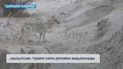 «Қызылсай» табиғи паркі дронмен бақыланады