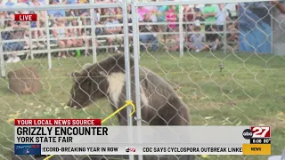 Grizzly encounter at the York State Fair