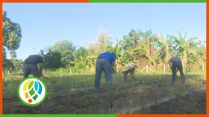 Trabajo voluntario en Pinar del Río reimpulsan labores en organopónicos