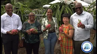 DRAGON FRUIT HARVESTING AND FIELD DAY PROMOTES AGRICULTURAL DIVERSIFICATION