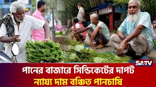 পানের বাজারে সি'ন্ডিকেটের দা'পট,ন্যায্য দাম বঞ্চিত পানচাষি | SATV