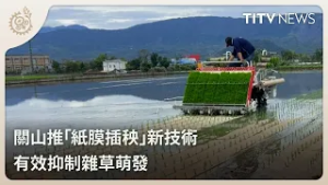 關山推「紙膜插秧」新技術 有效抑制雜草萌發｜每日熱點新聞｜原住民族電視台