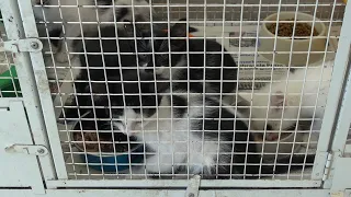 Kittens arrived at the shelter in desperate condition, now they are doing better and looking for ...