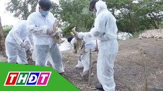 Dong Thap: Enhancing capacity for animal disease management and control | THDT