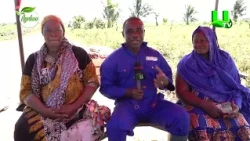 AYEKOO: WEIJA IRRIGATION PROJECT: TUBA TOMATO FARMS