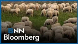 Government of Canada allocates $158k investment for the wool industry over two years