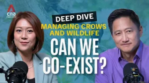 Crow shooting and wildlife control: How can we co-exist better? | Deep Dive