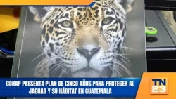 CONAP presents five-year plan to protect the jaguar and its habitat in Guatemala