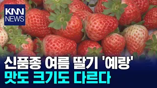 [On-Site] Strawberries are Now a Summer Fruit... How 'Yeraeng' is Changing the Game / KNN