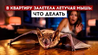 A bat flew into my apartment: what should I do?