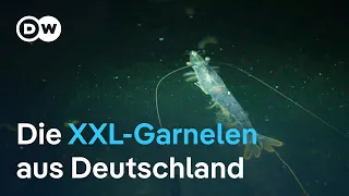 Haben Riesengarnelen aus deutscher Zucht eine Chance?