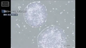 iPS細胞の2製品を承認　世界初となる実用化へ(2026年3月6日)