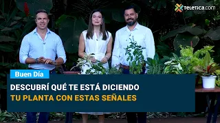 Descubrí qué te está diciendo tu planta con estas señales