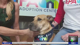 Furry Friends Friday: Luna the Dog