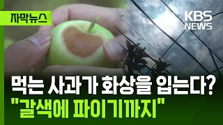 [Subtitled News] "Even the apples are getting sunburned" in the heatwave... Farmers on high alert...
