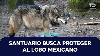 There are 650 Mexican wolves and over 500 are in the U.S. after a 50-year fight against their ext...