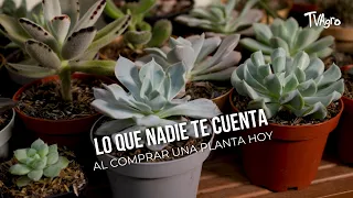 Lo que nadie te cuenta al comprar una planta hoy - TvAgro por Juan Gonzalo Angel