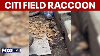 Citi Field raccoon grabs at food through hole in stands