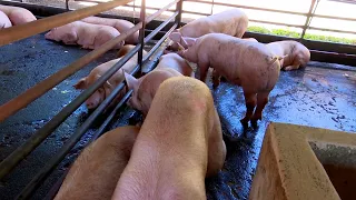 Agricultural production strengthens supply and food security