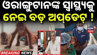 ଓରାଙ୍ଗୁଟାନଙ୍କ ସ୍ବାସ୍ଥ୍ୟକୁ ନେଇ ବଡ଼ ଅପ୍‌ଡେଟ୍‌ ! Orangutan In Odisha | Health Update In PCCF |Odia News