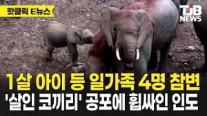 1살 아이 등 일가족 4명 참변' 살인 코끼리' 공포에 휩싸인 인도｜ TJB