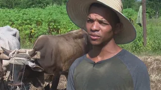 Maintaining the productive vitality of the “Los Yirá” farm with traditional methods.
