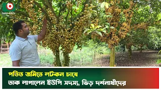 পতিত জমিতে লটকন চাষে তাক লাগালেন ইউপি সদস্য, ভিড় দর্শনার্থীদের | Sherpur | Lotkon | UP Member | News
