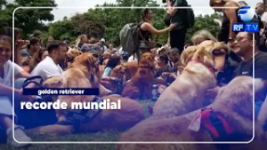 Reunião de Golden Retriever na Argentina entra para o Guiness