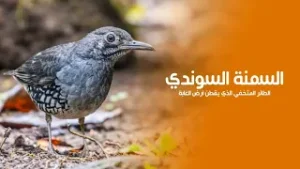 طائر السمنة السوندي المتخفي الصغير الذي يعيش على ارض الغابة الاستوائية | كويست عربية Quest Arabiya
