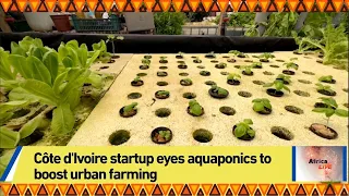 Côte d'Ivoire startup eyes aquaponics to boost urban farming