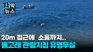 [Subtitled News] Dolphin watching guidelines ignored: Vessels closing within 20m and causing nois...