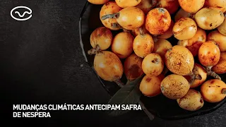 Climate change causes early loquat harvest