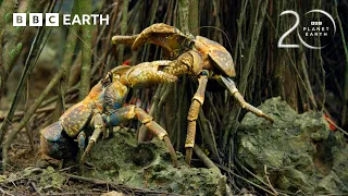 Yellow Crazy Ants 1–0 Red Crabs | 20 Years of Planet Earth II | BBC Earth