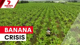 Deadly fungal disease threatens Queensland banana industry | 7NEWS
