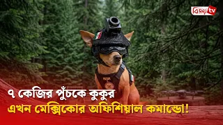 ৭ কেজির পুঁচকে কুকুর এখন মেক্সিকোর অফিশিয়াল কমান্ডো! Bijoy TV