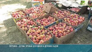 Peaches Against the Odds: Harvest Time in the Rybnitsa Village of Gidirim