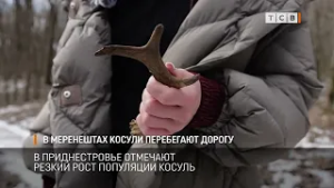 В Меренештах косули перебегают дорогу