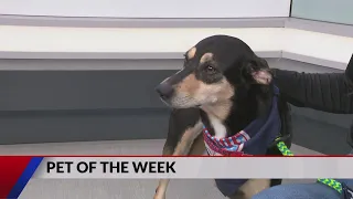 Pet of the Week: Tater Tot the Dog