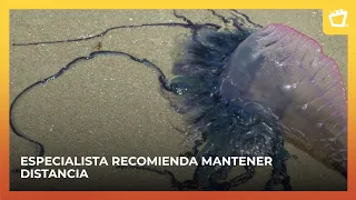 Portuguese man o' wars arrive in Corn Island carried by ocean currents