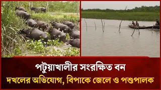পটুয়াখালীর সংরক্ষিত বন দখলের অভিযোগ, বিপাকে জেলে ও পশুপালক | Mytv
